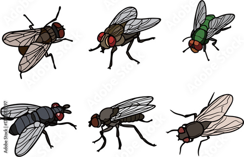a vector of bug fly