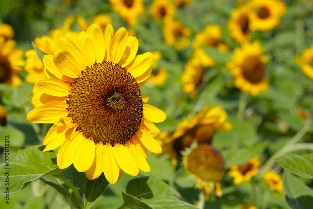 Naklejka premium Blooming sunflower fields. Beautiful yellow flower