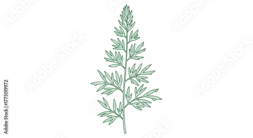 Detailed line drawing of a green wormwood sprig, also known as Artemisia absinthium, with delicate leaves and dew drops, isolated on a white background.