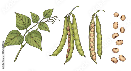 Hand-drawn botanical illustration of a black-eyed pea plant, featuring a leafy branch, green pods, and dried cowpea beans, isolated on white.