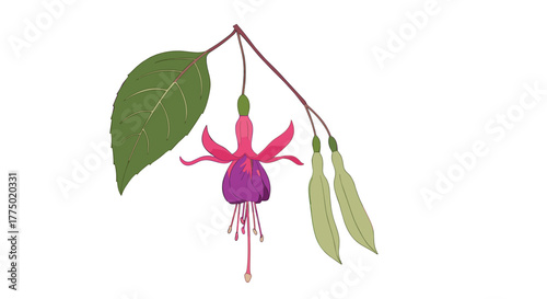A vibrant fuchsia flower with pink and purple petals, a green leaf, and two closed buds hangs gracefully from a delicate branch.
