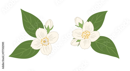 A simple illustration of two clusters of white jasmine flowers with green leaves and buds, depicted against a plain white background.