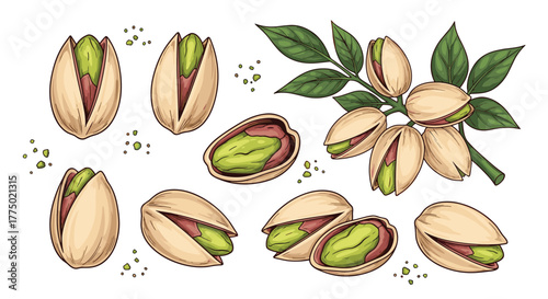 A vibrant hand-drawn collection of pistachios, featuring whole nuts in open shells, shelled kernels, and nuts on a leafy branch.