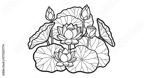 Beautiful Outline Drawing of Lotus Flowers and Lily Pads on Isolated White Background