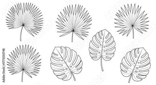 Minimalist Line Art of Tropical Foliage: Fan Palm and Monstera Leaves on White