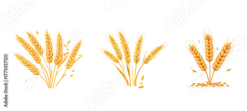 wheat ears with wheat grains, vector