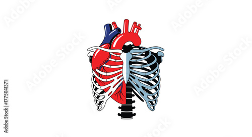 Stylized illustration of a human heart and rib cage split down the middle with different color schemes.