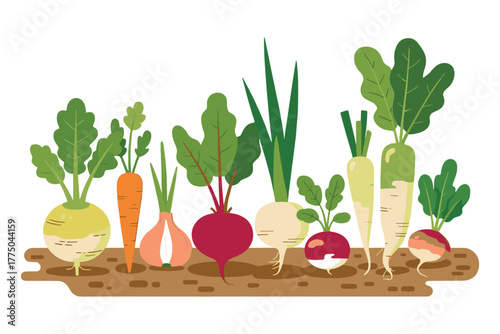 Variety of Fresh Root Vegetables Growing in the Garden Soil Flat Vector