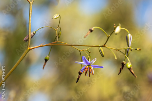 The Black-antler Flax-lily (Dianella revoluta) is a tufted perennial plant with long, narrow, grass-like leaves and delicate blue-purple star-shaped flowers.