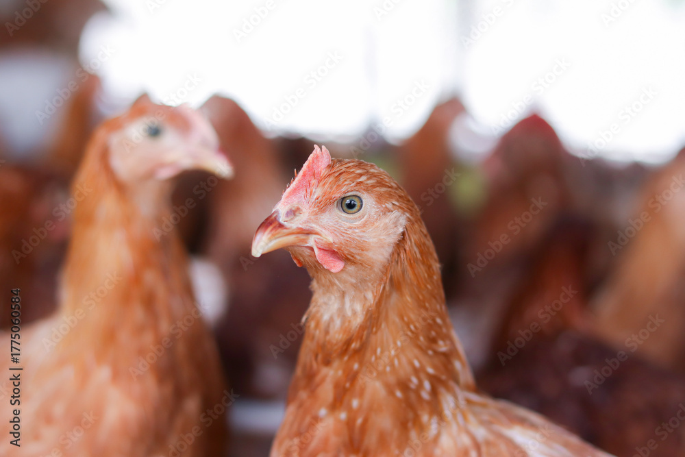 Fototapeta premium Close up of brown chicken in chicken farm