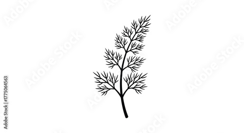 Hand drawn botanical illustration of a delicate dill sprig with feathery leaves in black ink on a white background