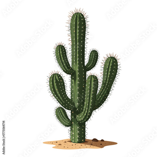 Tall green cactus with multiple arms growing from its central stalk in a desert environment.