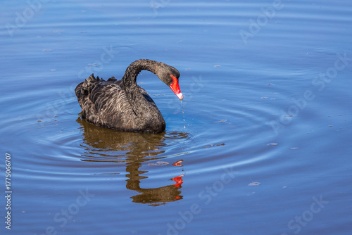 The Black Swan (Cygnus atratus) is a large Australian waterbird with mostly black plumage and a red bill.