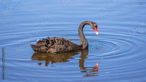 The Black Swan (Cygnus atratus) is a large Australian waterbird with mostly black plumage and a red bill.
