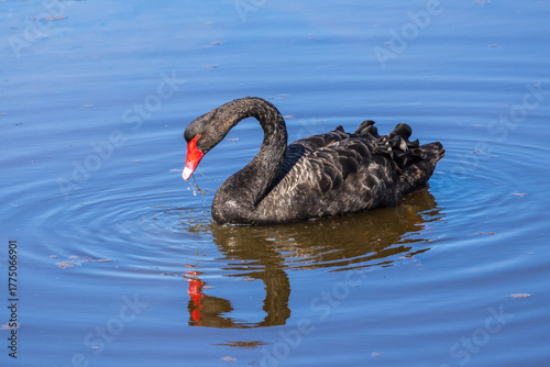 The Black Swan (Cygnus atratus) is a large Australian waterbird with mostly black plumage and a red bill.