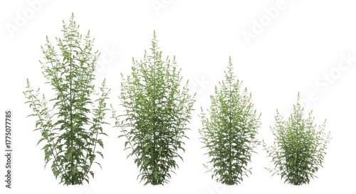Four lush green potted plants of varying heights arranged in a row isolated on white background