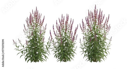 Three tall flowering plants with purple spikes and green foliage isolated on white background