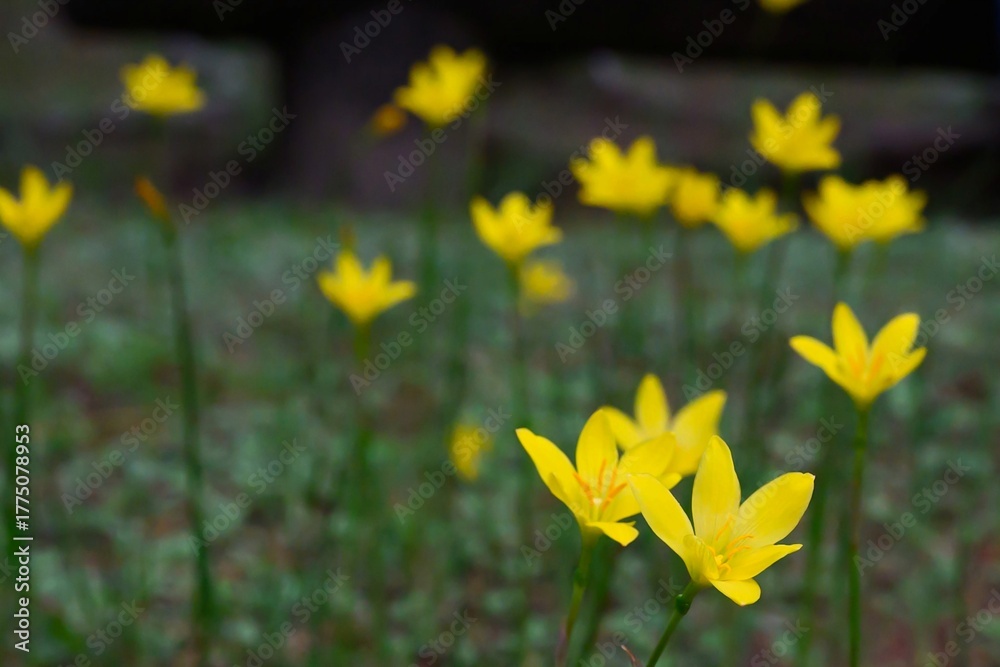 Fototapeta premium 黄色い小さな花々