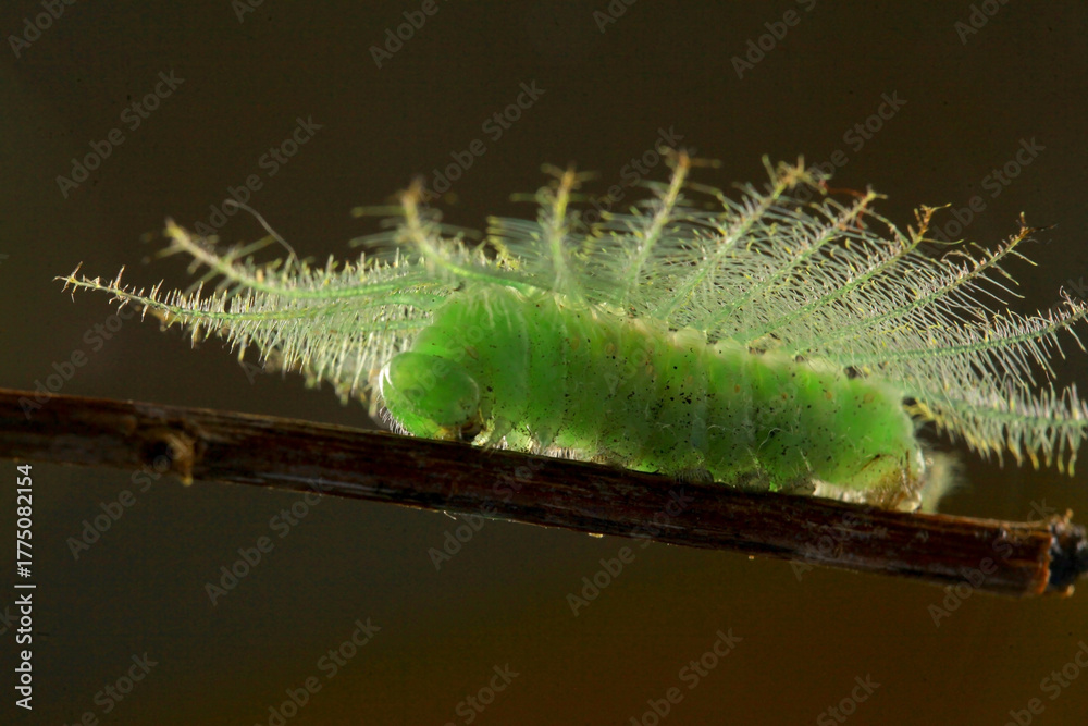Naklejka premium green hairy caterpillar on dry branch isolated background