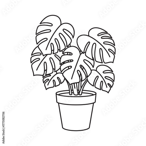 Monstera deliciosa plant in a simple line art pot, tropical houseplant, minimalist outline drawing