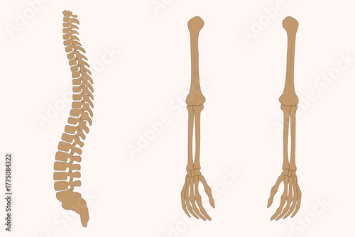 Human spine and arm bone anatomy illustration, medical educational skeletal structure diagram