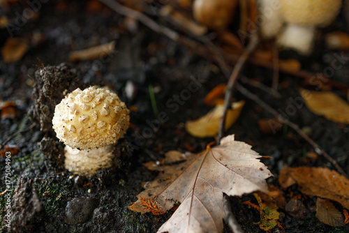 Pair of vibrant yellow Amanita gemmata mushrooms with white warts on convex caps and slender white stems sprout from earthy forest floor