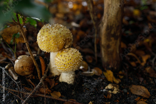 Pair of vibrant yellow Amanita gemmata mushrooms with white warts on convex caps and slender white stems sprout from earthy forest floor