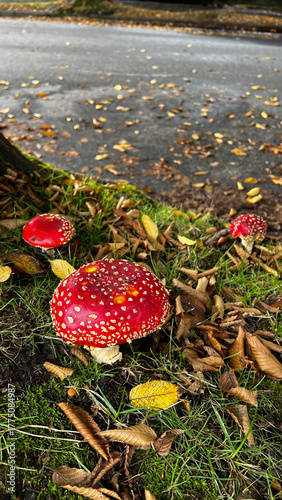 Vibrant red fly agaric mushrooms with white spots sprout from mossy grass at woodland road edge, amid wet autumn leaves