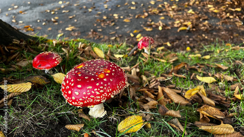 Vibrant red fly agaric mushrooms with white spots sprout from mossy grass at woodland road edge, amid wet autumn leaves