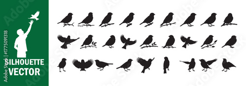 Bird Silhouettes Set - Various Poses and Actions