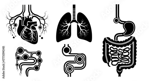 Human organ system icons: heart, lungs, intestines, stomach.