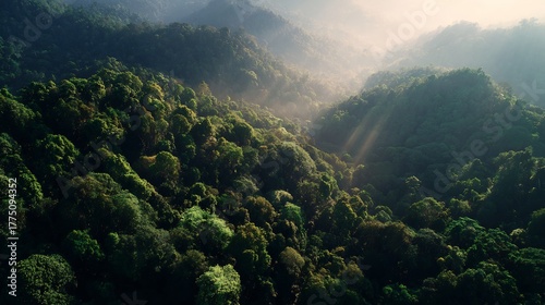 Sun rays piercing through morning mist in a lush green tropical rainforest mountain landscape, aerial view
