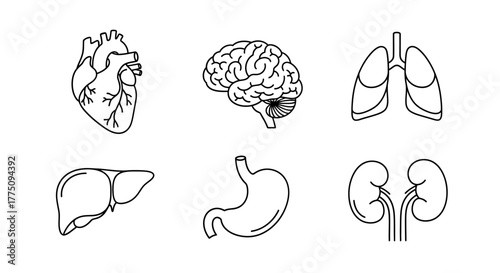 Line art illustration of human organs: heart, brain, lungs, liver, stomach, and kidneys.