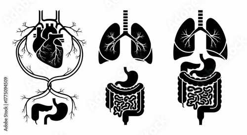Illustrations of human organs: heart, lungs, stomach, intestines.