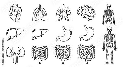 Human organs and skeleton illustrations: heart, lungs, brain, liver, stomach, kidneys, intestines, and skeleton.