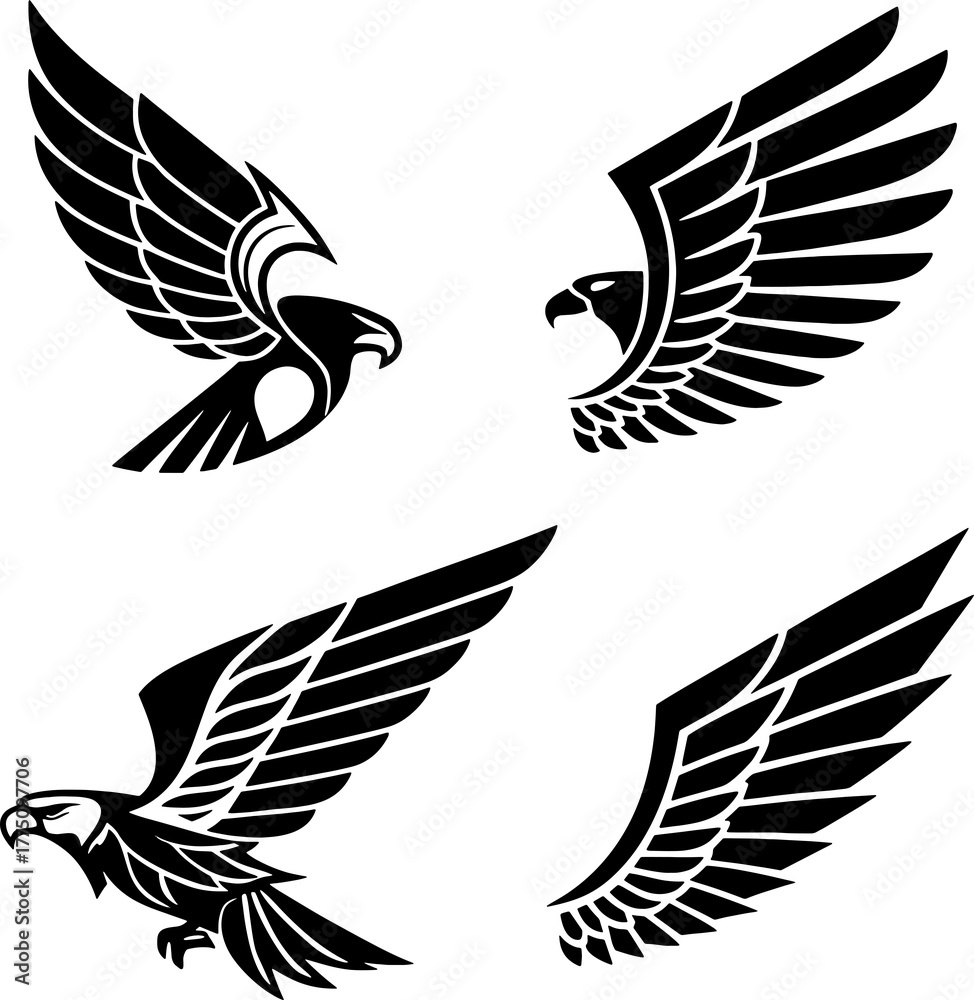 Obraz premium eagle with wings