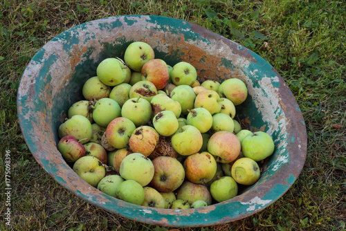 spoiled apples lie in an old basin in the grass