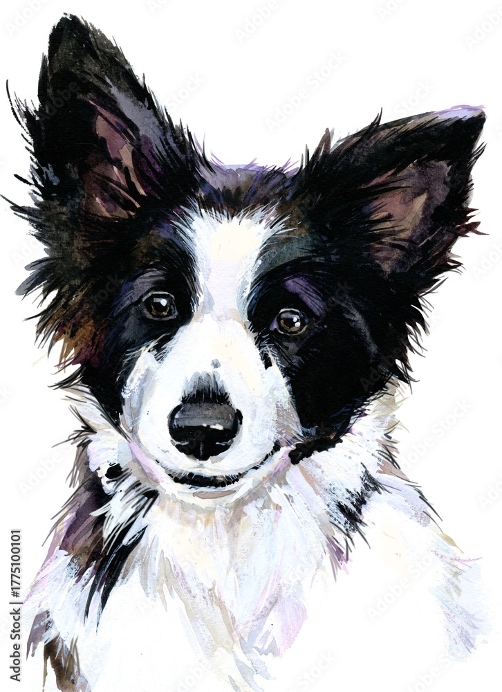 Fototapeta premium stunning portrait of a Border Collie, capturing the breed's iconic intelligence and intense gaze. Perfect for pet lovers, wall art, and animal-themed designs