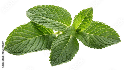 Fototapeta Naklejka Na Ścianę i Meble -  Fresh mint leaf or melissa leaves isolated on transparent background with full depth ideal for organic herbal design, food illustration, natural culinary concept and eco product packaging