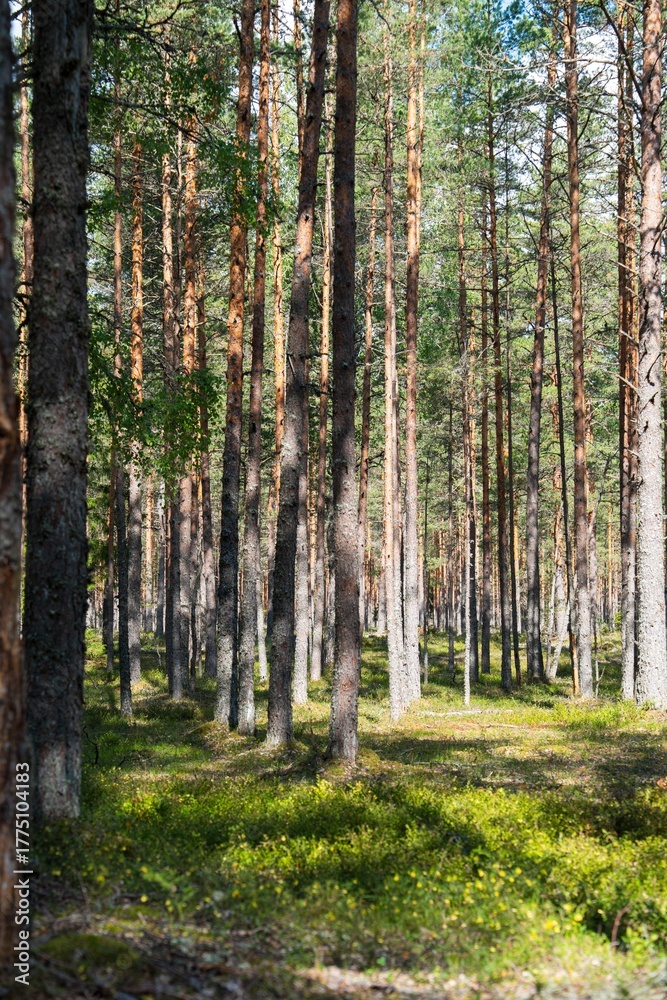 Fototapeta premium Explore the serene beauty of a sunlit Scandinavian forest. This image showcases tall pine trees, vibrant green plants, and gentle sunlight, ideal for nature or travel-themed projects.