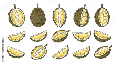 Hand-drawn illustrations depicting various forms of durian fruit, including whole, halved, and individual yellow flesh segments.