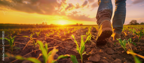 Golden Fields of Labor: A person strides purposefully through a fertile field at sunset, their silhouette framed by the warm glow of the setting sun.