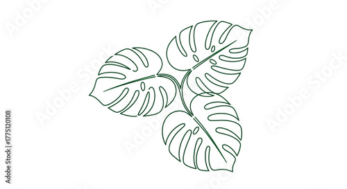 Minimalist monstera leaf illustration with fine line detailing providing a botanical motif