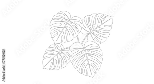 Monstera deliciosa outline pattern, tropical foliage on white background minimalist design