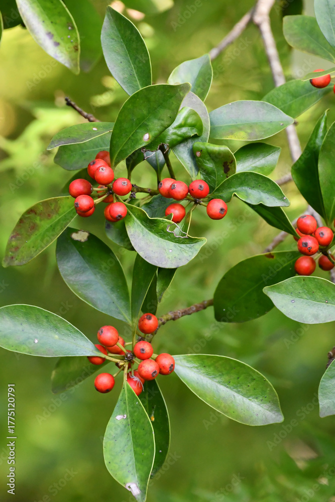 Obraz premium モチノキ（黐の木） Bird-lime holly