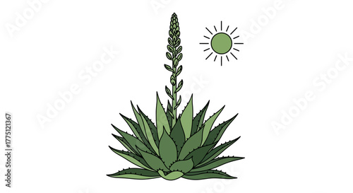 Minimalist agave plant illustration with a prominent flower spike under the sun design