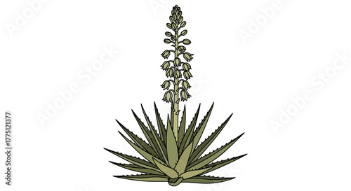 Detailed botanical illustration featuring an Aloe vera plant with its flowering spike