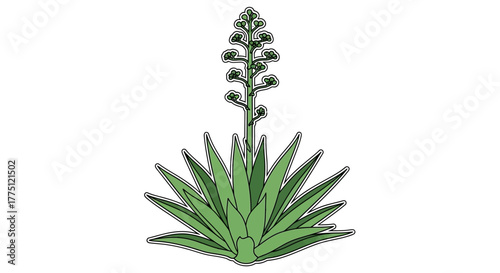 Stylized agave plant illustration with a tall flower stalk against a white backdrop suitable for