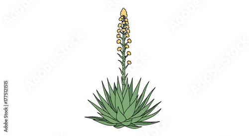Isolated aloe vera plant illustration with flowering stalk for botanical study