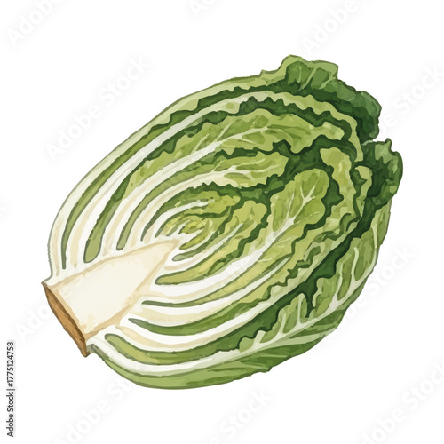 Watercolor-style Chinese cabbage illustration／白菜
